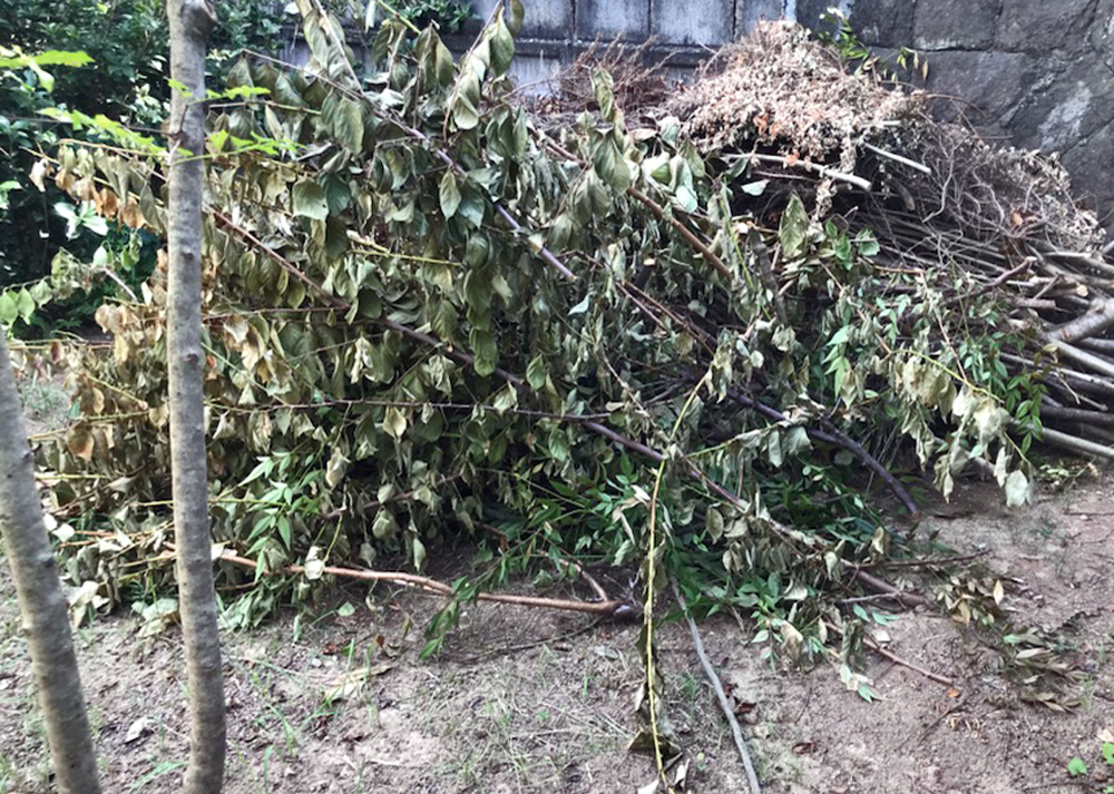 梅の木の剪定くず