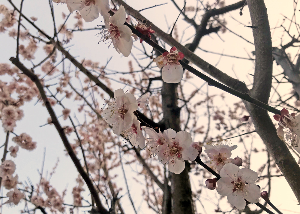 庭の梅の木（花が咲いたところ）