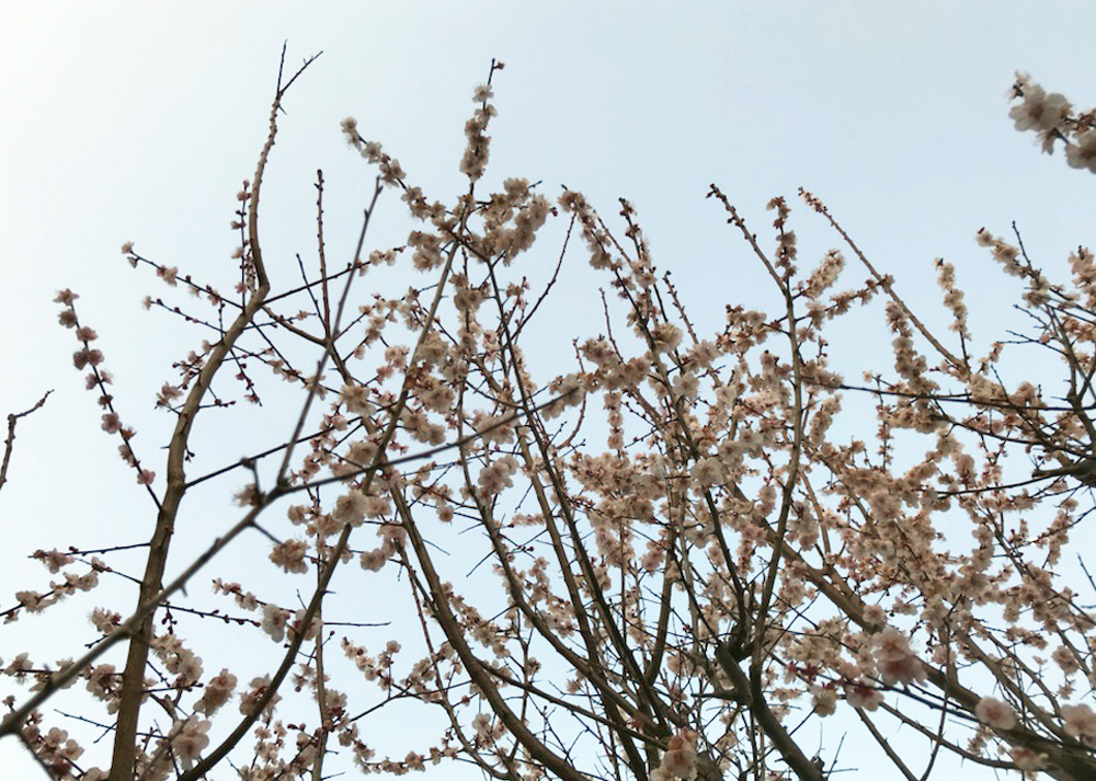 庭の梅の木（花が咲いたところ）