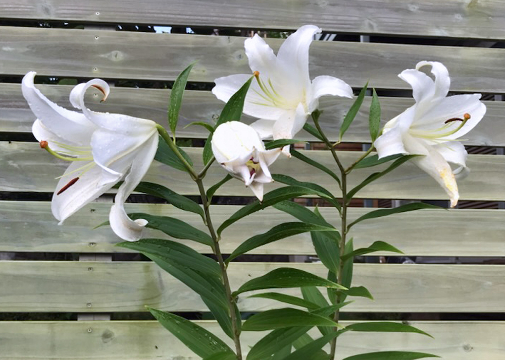 6~9月に元気だった植物(カサブランカ)