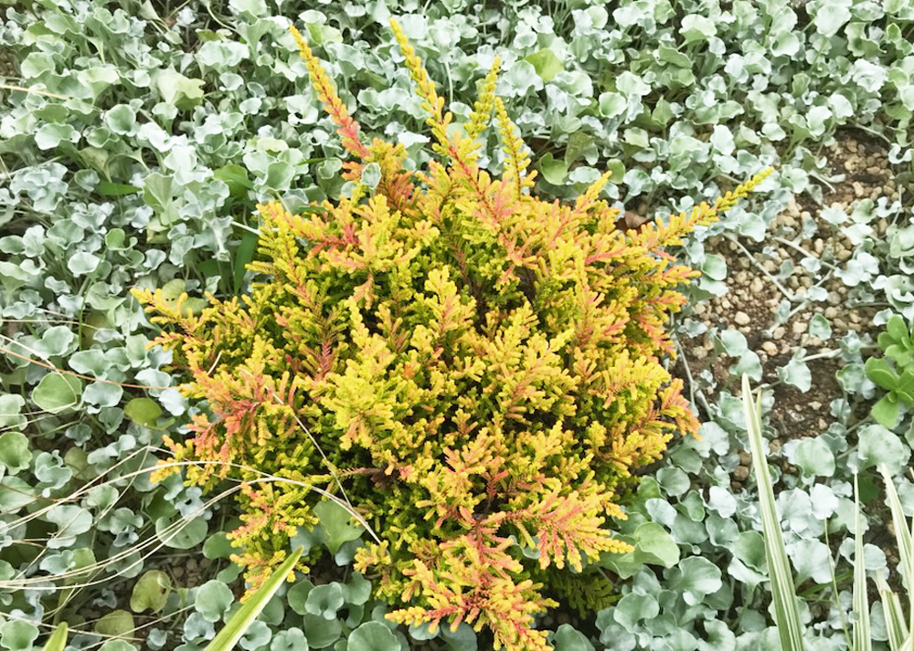 6~9月に元気だった植物(カルーナ・ブルガリス)