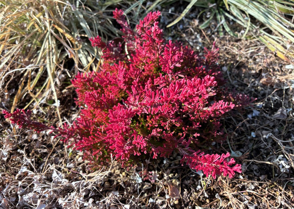 冬のカルーナ・ブルガリス