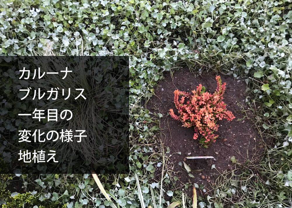 カルーナブルガリス一年目の変化の様子【地植え】