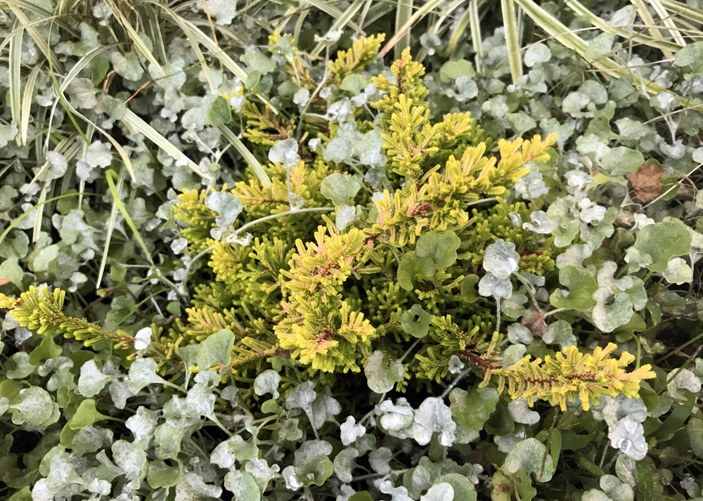 10月上旬のカルーナブルガリス