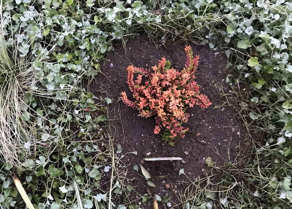 植え付けた直後のカルーナブルガリス（11月上旬）