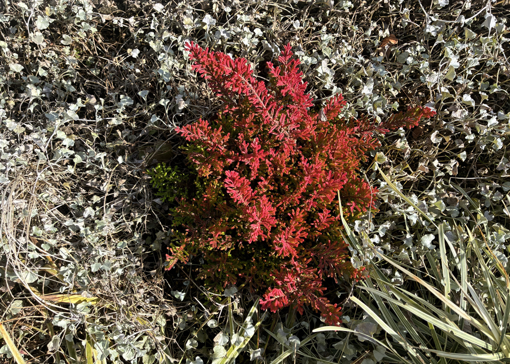 12月下旬のカルーナブルガリス（葉色が赤色に変化）