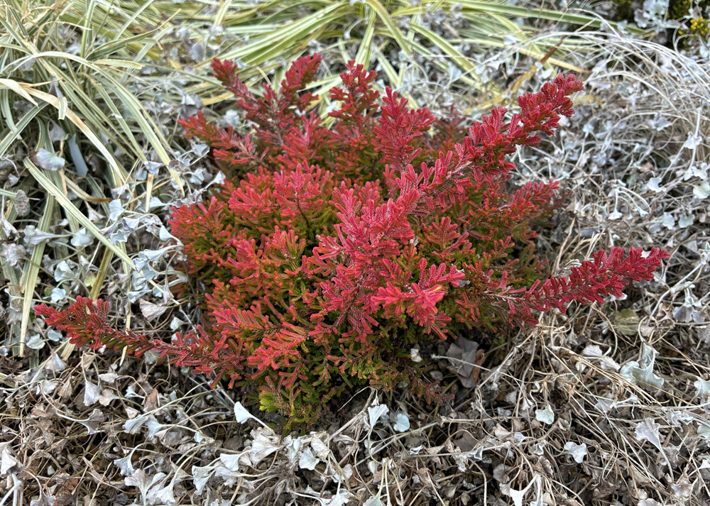 1月上旬の赤色のカルーナブルガリス