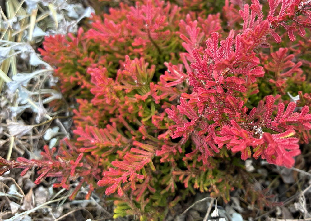1月上旬のカルーナブルガリス
