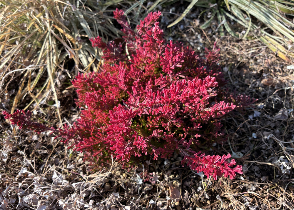 1月下旬の赤色のカルーナブルガリス
