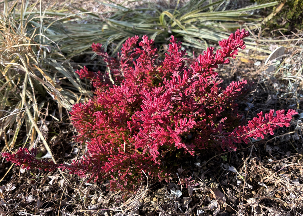 1月下旬の赤色のカルーナブルガリス