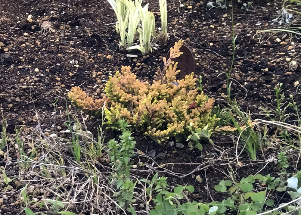 4月下旬のカルーナブルガリス