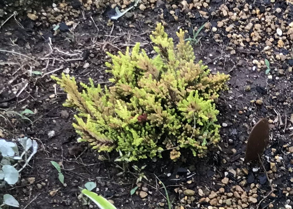 5月中旬のカルーナブルガリス（葉色が赤から緑に変化したところ）