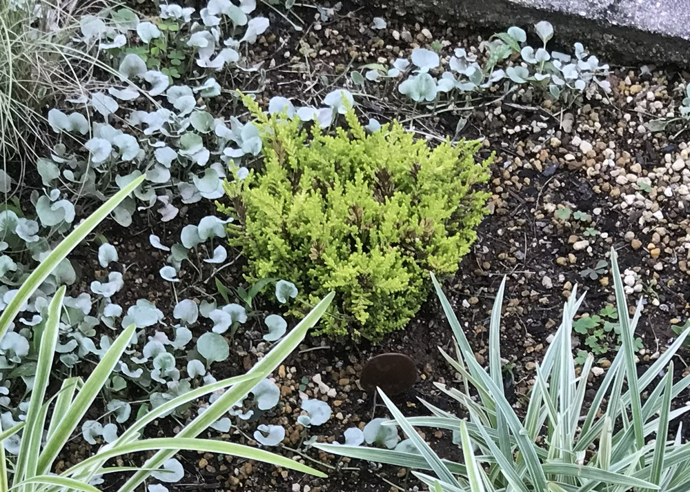 6月中旬のカルーナブルガリス（葉色が赤から緑に変化）