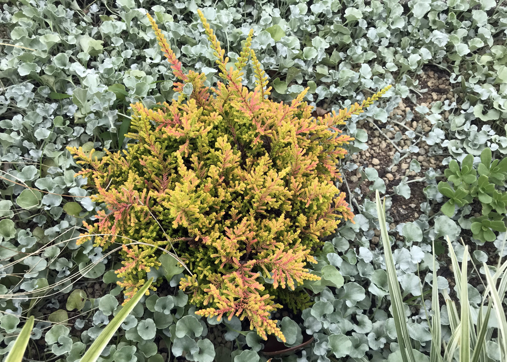 8月上旬のカルーナブルガリス（黄色とオレンジ色が混ざったような葉色）