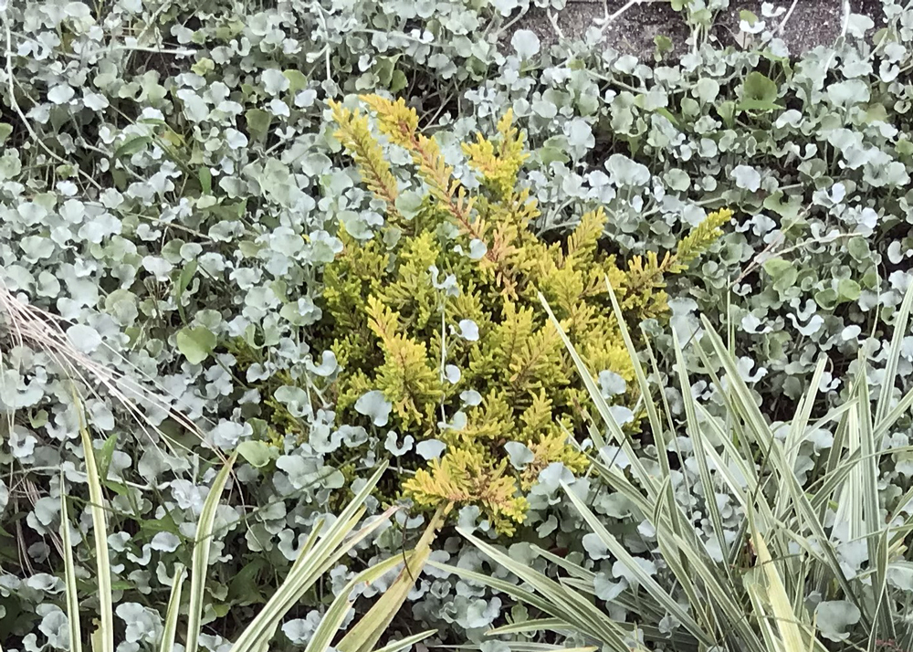 9月中旬のカルーナブルガリス