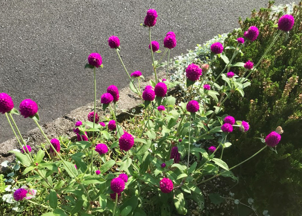 6~9月に元気だった植物(千日紅)