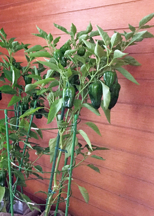 台風前に屋内に移動させたピーマン