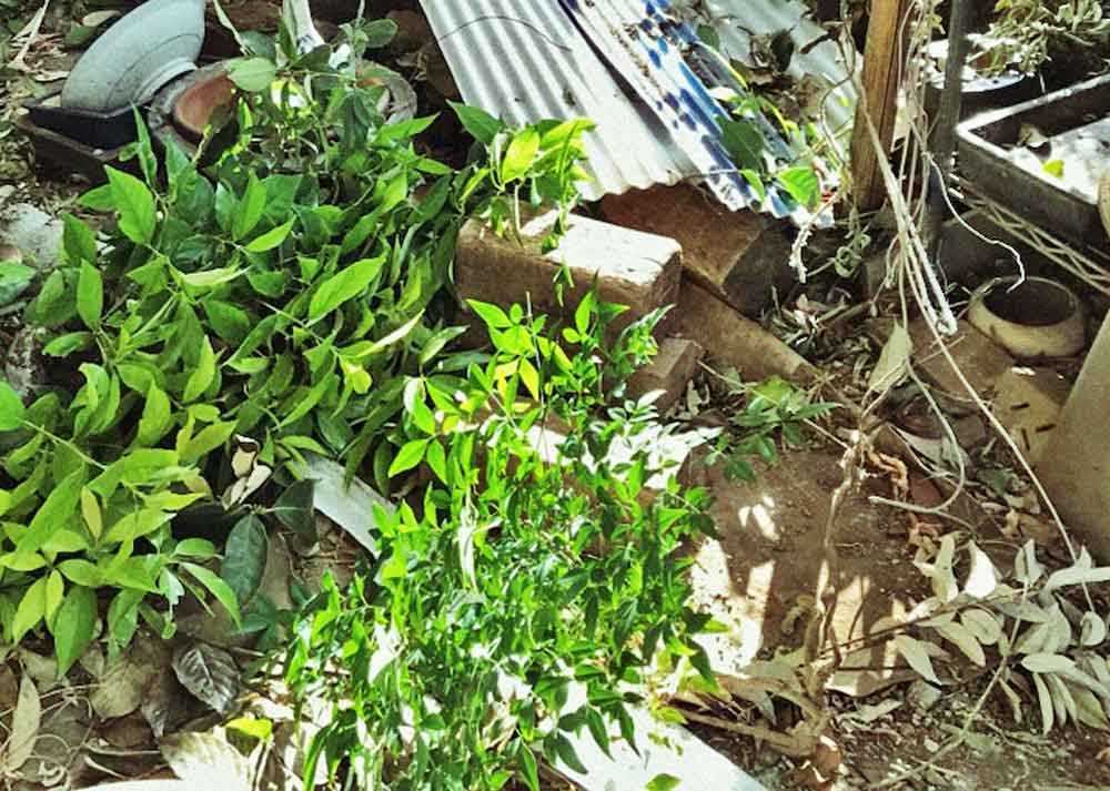 実家のゆるい庭じまい