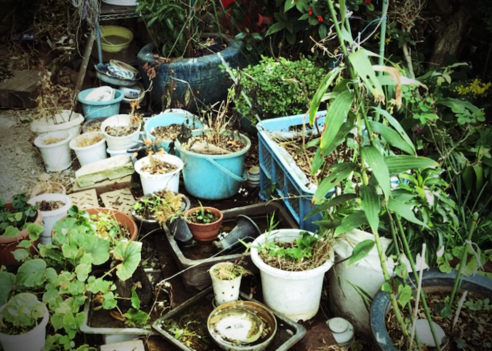 実家のゆるい庭じまい（枯れた草花の植木鉢）