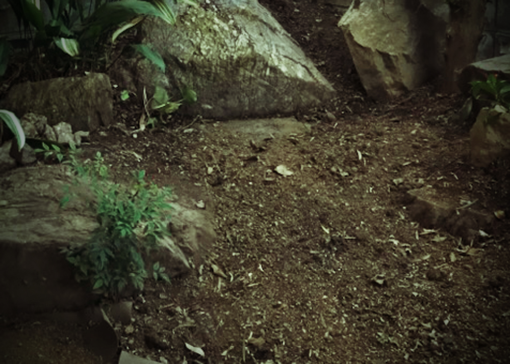 実家のゆるい庭じまい