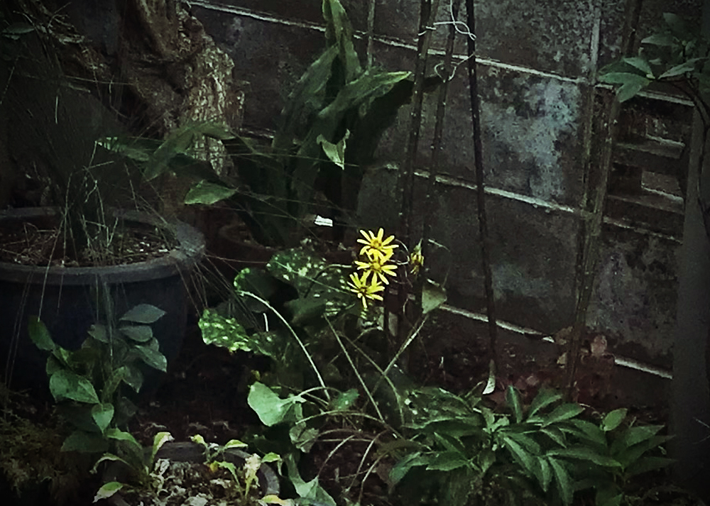 実家のゆるい庭じまい