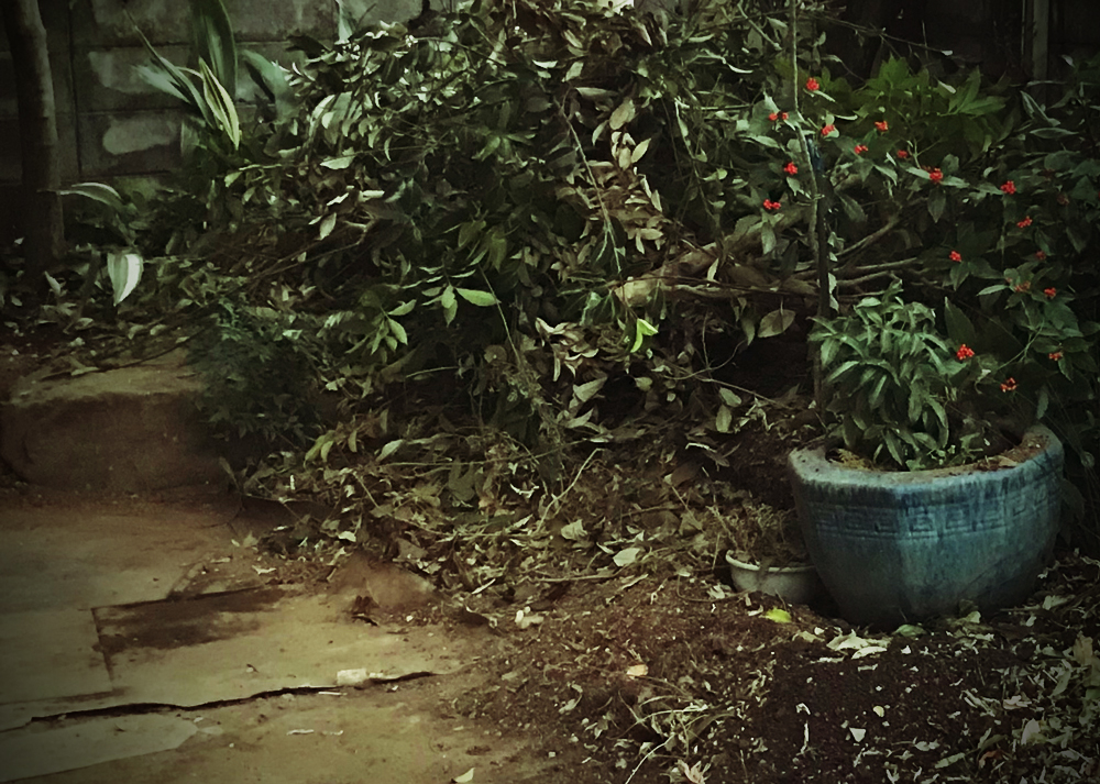 実家のゆるい庭じまい