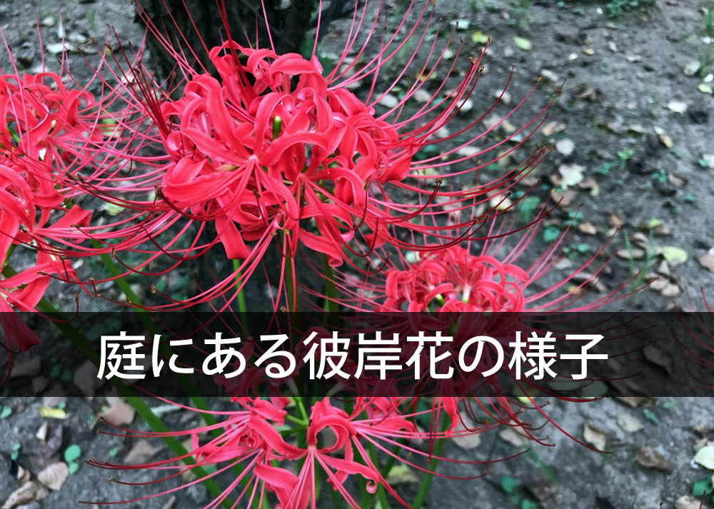 庭にある彼岸花の様子