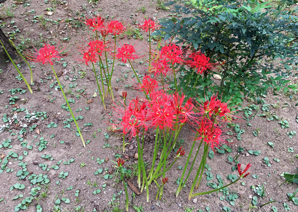 庭に咲く彼岸花