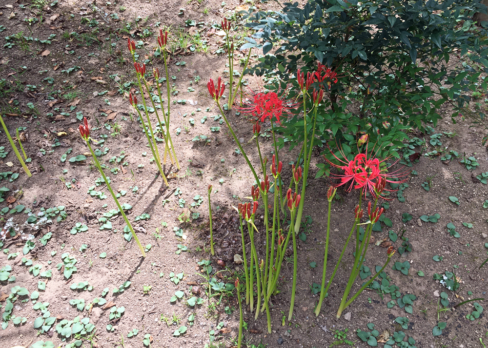 庭で育てている彼岸花