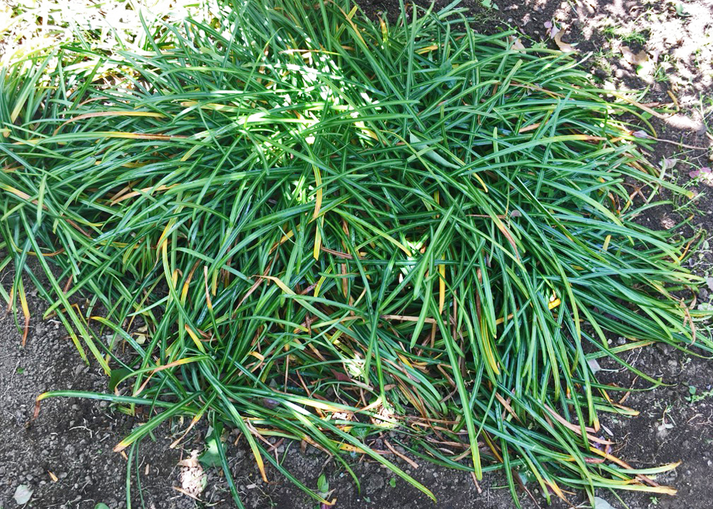 庭で育てている彼岸花（4月下旬、葉が枯れ始めたころ）