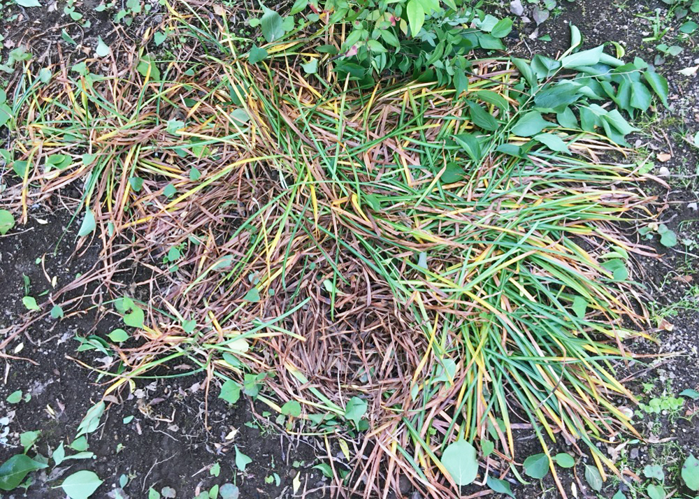 庭で育てている彼岸花（5月上旬、大部分の葉が枯れたところ）