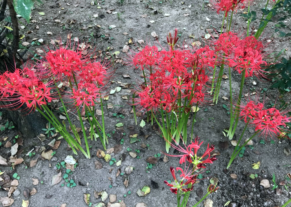 庭に咲く彼岸花