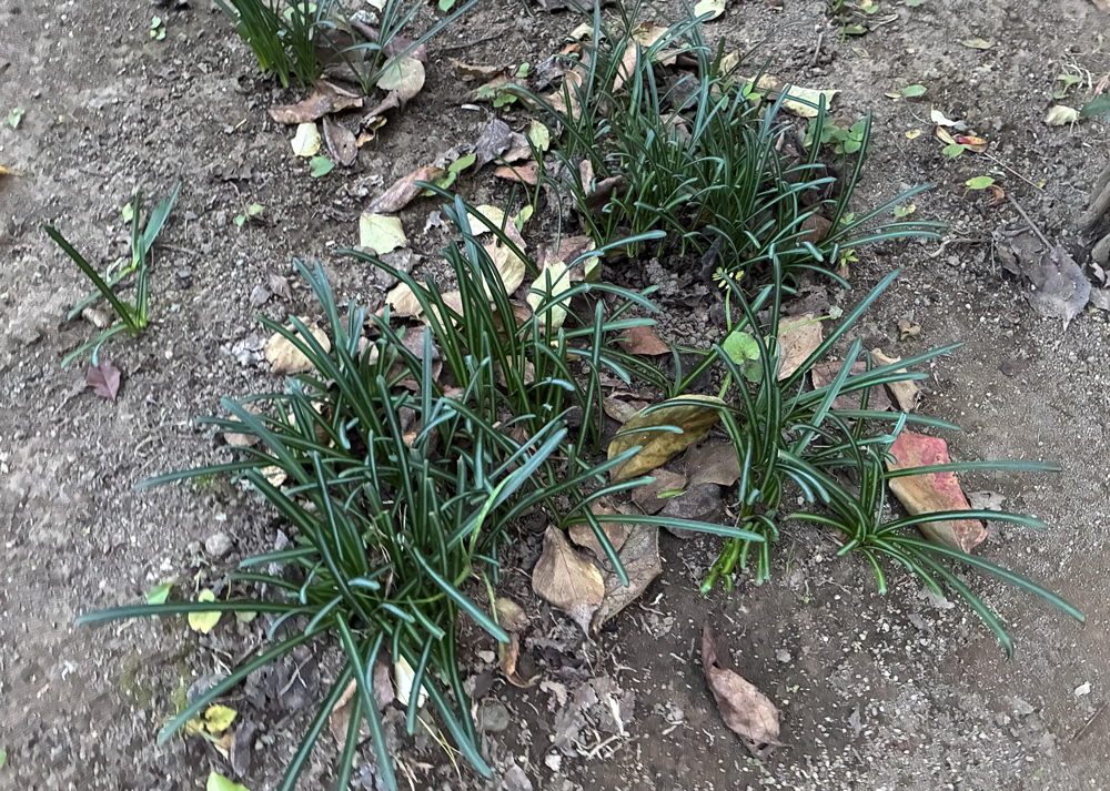 庭で育てている彼岸花（11月上旬、葉が出始めたころ）