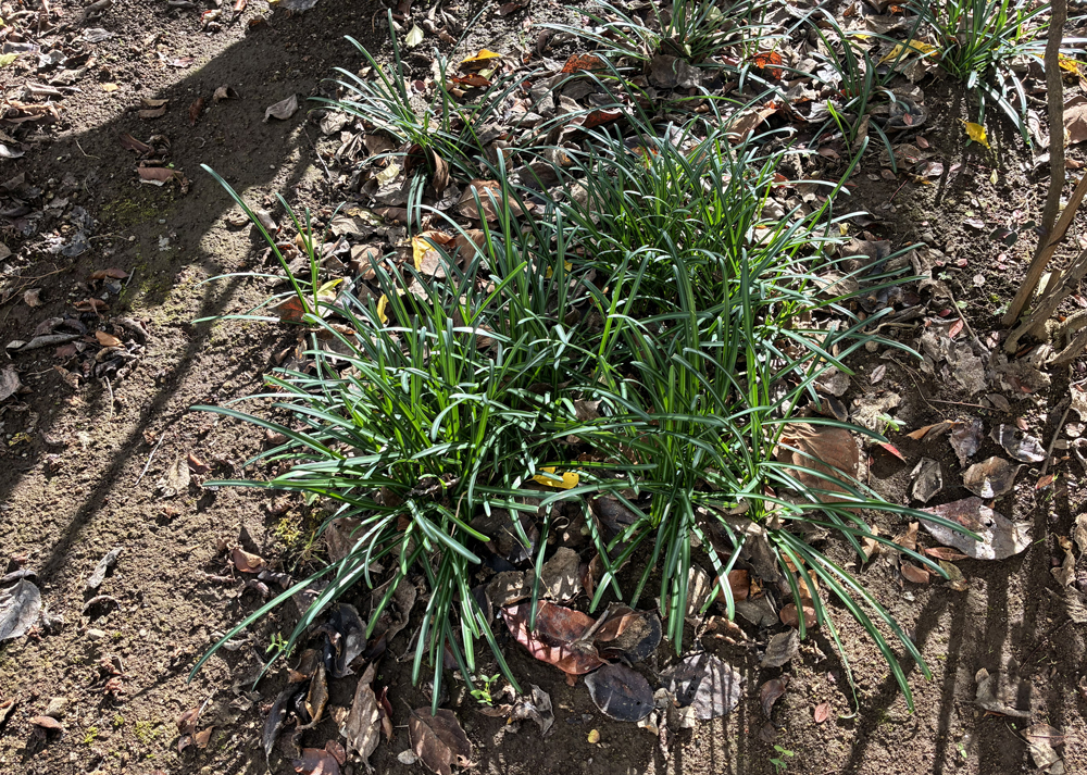 庭で育てている彼岸花（12月下旬、葉が茂っているところ）