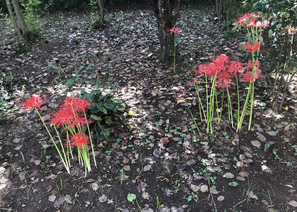 庭に咲く彼岸花