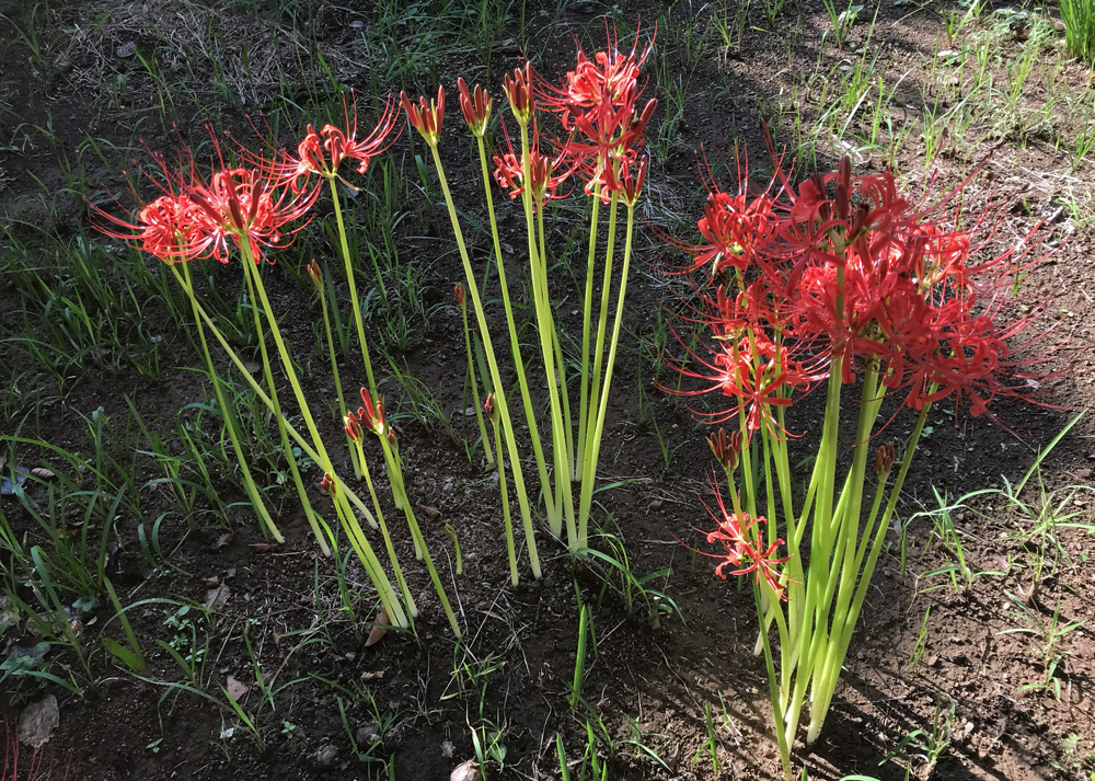 庭で育てている彼岸花