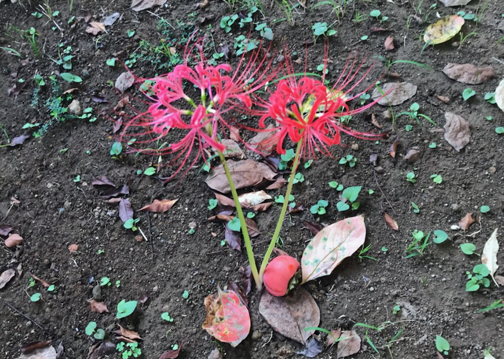 庭に咲く彼岸花