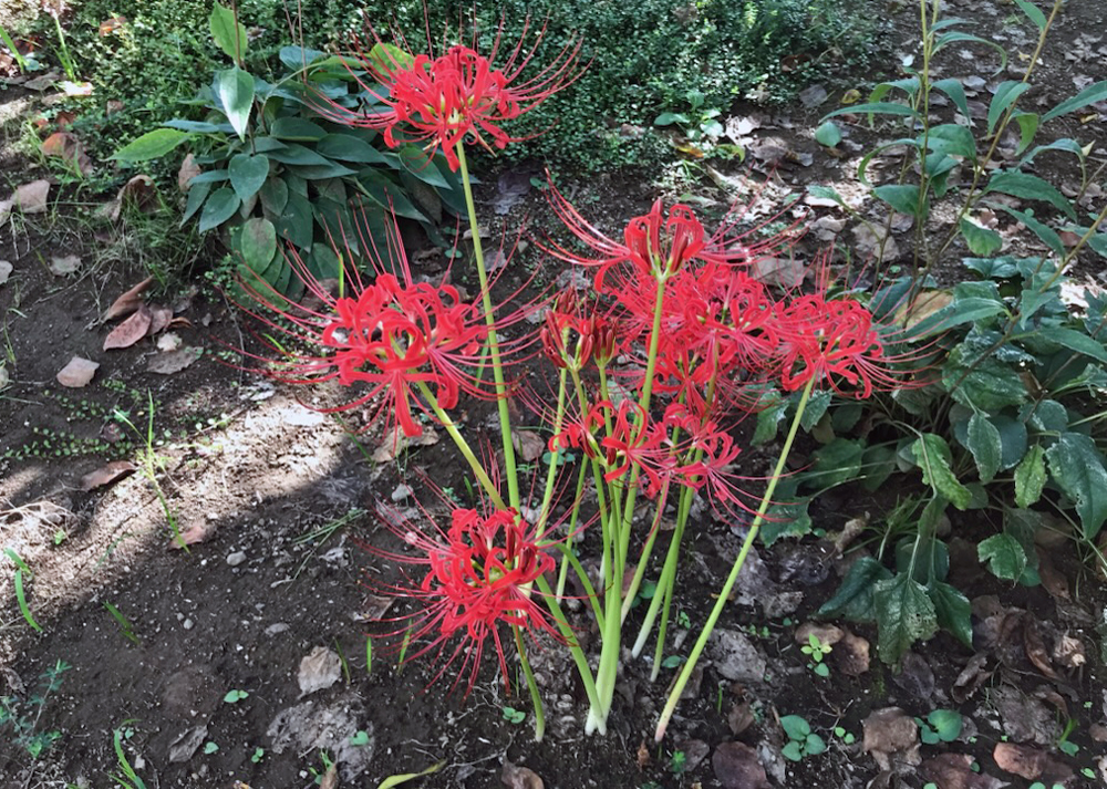 庭で育てている彼岸花