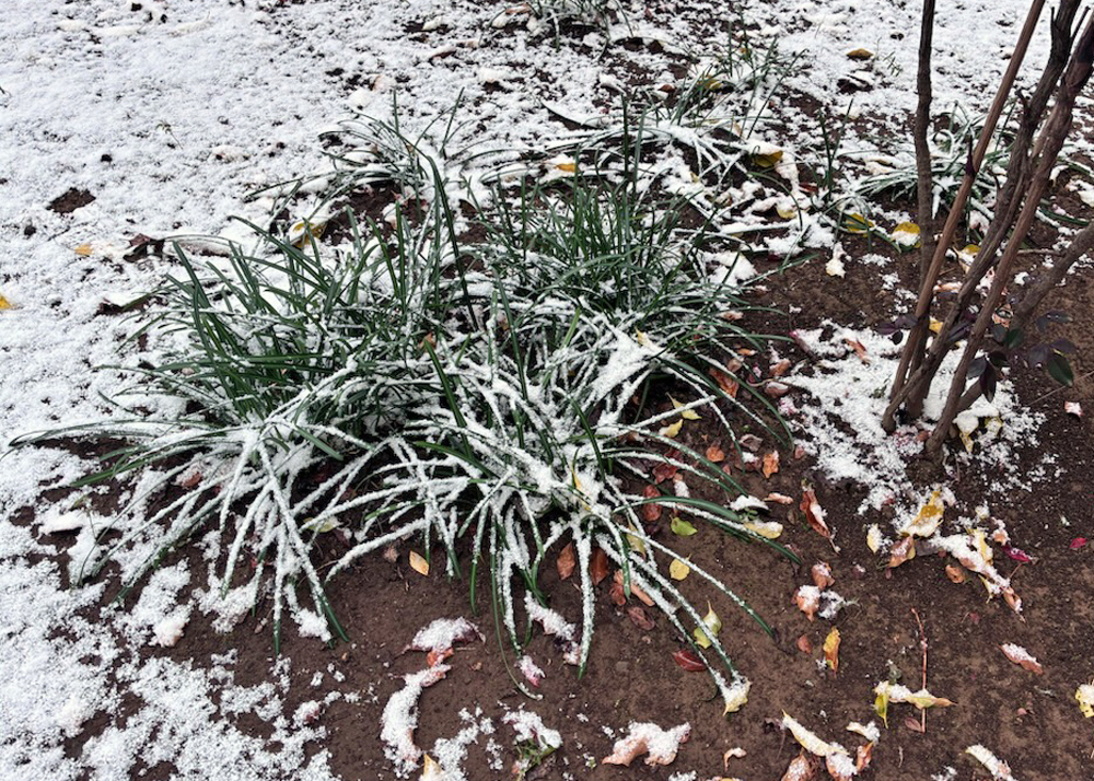庭で育てている彼岸花（2月上旬、茂った葉に雪が積もっているところ）