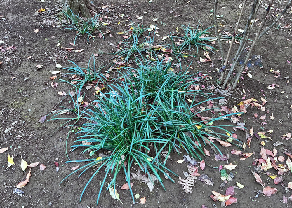 庭で育てている彼岸花（2月中旬、葉が茂っているところ）