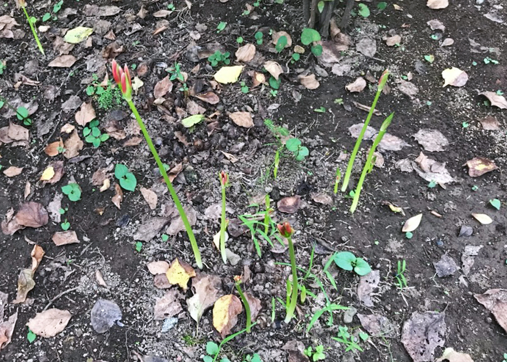 6~9月に元気だった植物(彼岸花の花芽)