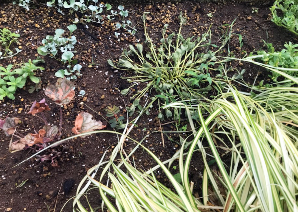 暑さや蒸れで弱ってしまったヒューケラとポーチュラカ