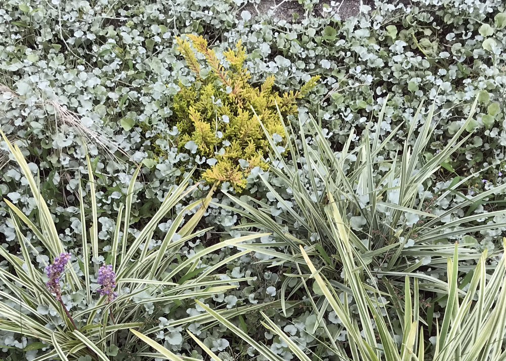 緑色の葉色のカルーナブルガリス