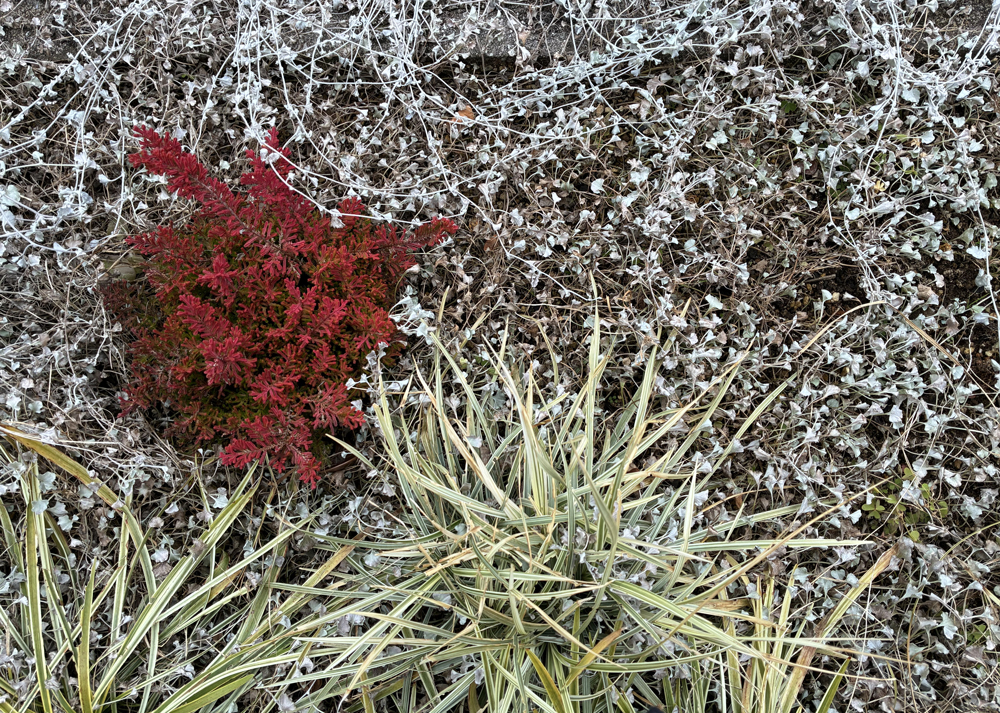赤い葉色のカルーナブルガリス