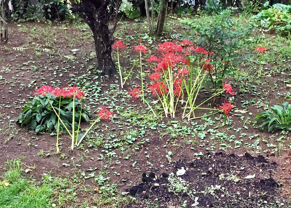 強風で倒れた彼岸花