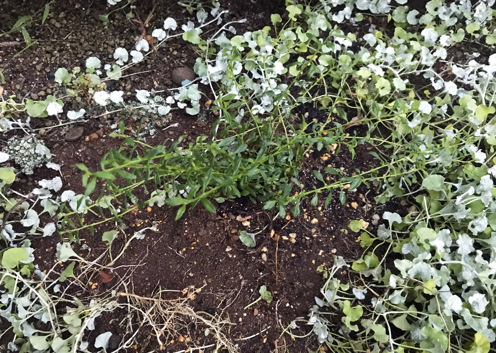 地植えしたばかりのエリゲロン(10月中旬の様子)