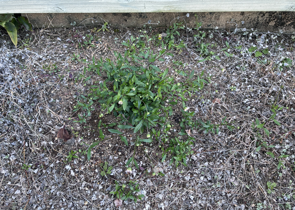 地植えのエリゲロン(3月中旬の様子)