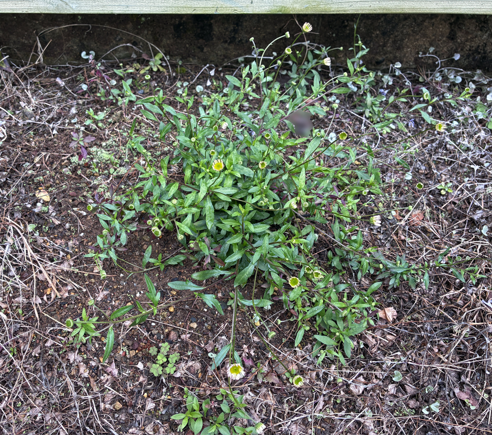 地植えのエリゲロン(3月下旬の様子)