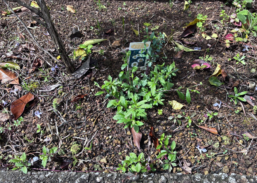 地植えのエリゲロン(3月下旬の様子)