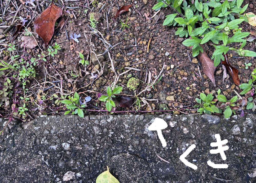 地植えのエリゲロン(3月下旬の様子)